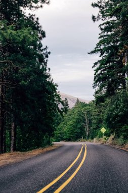 Manzaralı yol Ormandan geçti