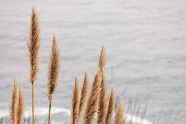 Okyanus zeminindeki kuru sazlıklar, huzurlu manzaralar.