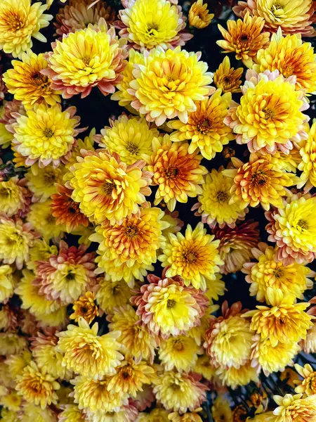 Bright yellow chrysanthemum flowers, fall background
