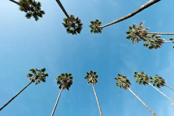Високі Каліфорнійські Долоні Над Блакитним Небом Вид Землі — стокове фото
