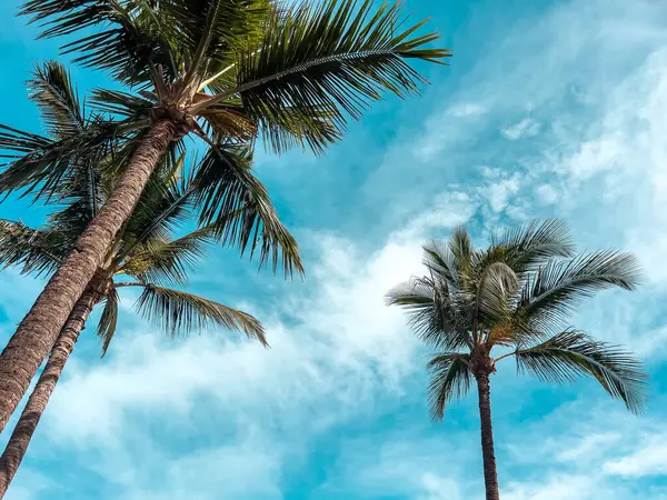 Palmbomen Aan Blauwe Hemel Tropisch Zomerdecor — Stockfoto