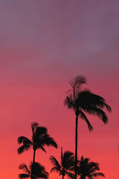 Siluet Telapak Tangan Tropis Terhadap Langit Saat Matahari Terbenam Atau — Stok Foto