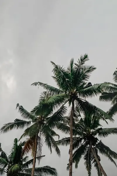 Tropische Palmen Boven Hemel Zomerse Achtergrond — Stockfoto