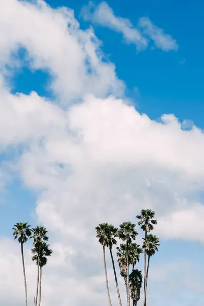 Hohe Palmen Über Dem Blauen Himmel — Stockfoto