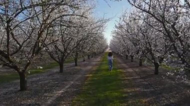 Bahar güneşli bir günde çiçek açan badem ağaçlarının arasında koşan kadının yavaş hareketi.