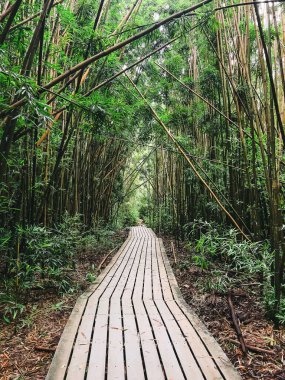 Tahta tahta kaldırım, bambu ormanı boyunca, Maui adası, Hawaii