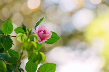 Narin pembe gül yemyeşil yaprakların arasında çiçek açıyor Sunlit bahar bahçesinde