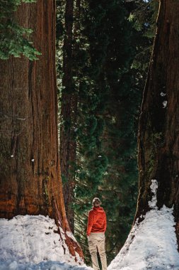 Sequoia Ulusal Parkı 'nda kış boyunca karlı bir ormanda dev sekoya ağaçları arasında duran bir adam.