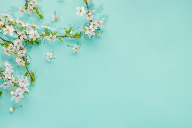 Nane yeşili arkaplanda fotokopi alanı olan narin beyaz kiraz çiçekleri.