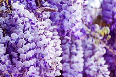 Narin mor salkımlar baharda güneşli bir bahçede zarafetle çiçek açar.