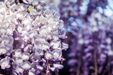 Narin mor salkımın yakın çekimi ilkbaharda çiçek açar.