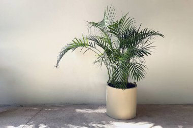 Tarafsız bir duvara karşı basit bir tencerede yeşil bir bitki, minimalist bir estetik.