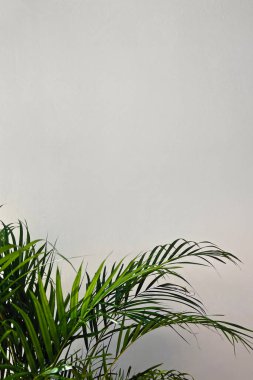 Yeşillik yaprakları olan yeşil tropikal bitki fotokopi alanı olan minimalist bir ışık duvarına karşı