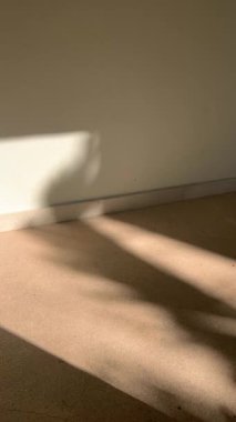 Canlı bir palmiye yaprağı. Detaylı damar yapısı var. Güneş ışığında hareket ediyor.