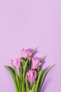 Canlı yapraklar ve yeşil yapraklar içeren narin bir demet pembe lale pürüzsüz bir lavanta zeminine dayanır..