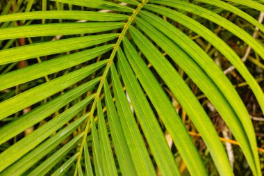 Parlak yeşil palmiye yaprakları ince dokular ve desenler sergiler, yemyeşil, tropik bir ortamda güneş ışığını yansıtır.