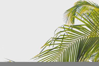 Berrak palmiye yaprakları parlak güneş ışığı altında sallanıyor berrak bir gökyüzüne karşı