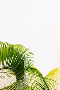 Bereketli palmiye yaprakları, parlak güneş ışığı altında beyaz bir duvara doğru yavaşça sallanıyor.