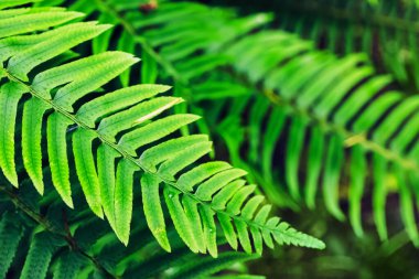 Bereketli yeşil eğreltiotu yapraklarının yakın plan çekimleri açık hava ortamında karmaşık desenler gösteriyor.