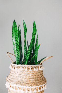 Dokuma sepetinde yeşil yılan bitkisi. Dekoratif püskülleri düz bir duvara dayanıyor.