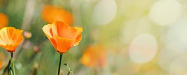 Parlak turuncu gelincikli afiş çiçek ve metin için yer