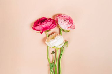Taze pembe ve beyaz ranunculus çiçekleri ince pembe bir arka plana karşı dik dururlar.