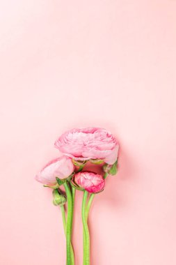 Pembe ve beyaz tonlarında üç canlı ranunculus pürüzsüz bir pastel zemine karşı sergilenir.