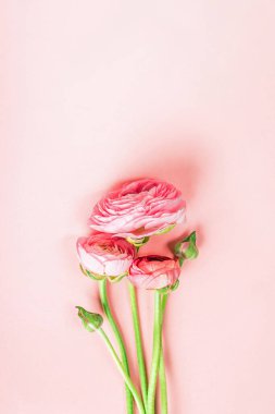 Pembe ve beyaz tonlarda üç canlı ranunculus bir pastel arka planda sergilenir.
