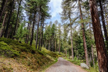 Sabahın erken saatlerinde çam ağaçları ve yeşil çalılıkların olduğu yemyeşil bir ormanda yürüyorum.