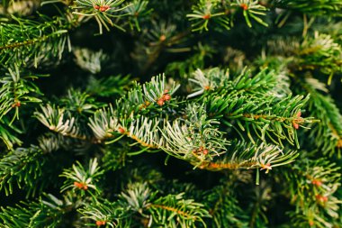 Dalların karmaşık desenlerini ve canlı renklerini gösteren yemyeşil çam iğnelerinden oluşan detaylı bir yakın plan..