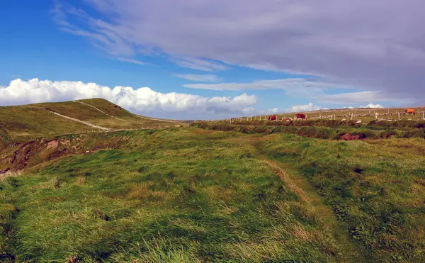 İrlanda 'da hava manzaralı uçurumlar. Vahşi Atlantik Yolu.