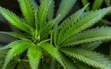 Çalı keneviri Yaprağı Yeşillikte Yakın Çekim