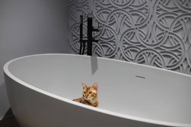 Bengal kedisi evdeki beyaz küvette oturuyor.