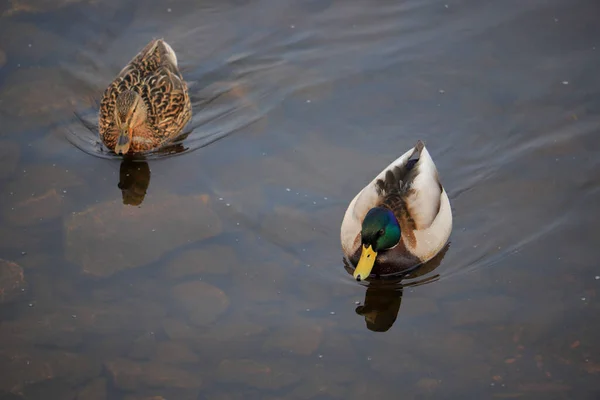 Dois Patos Nadam Rio — Fotografia de Stock