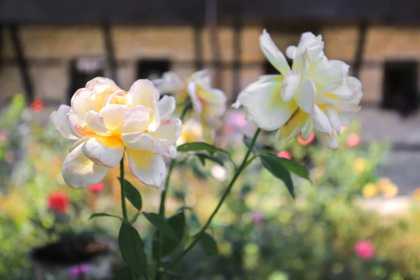 Piękne Kwiaty Białe Róże Klombie — Zdjęcie stockowe