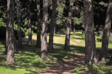 Yaz günü ormanda patika.