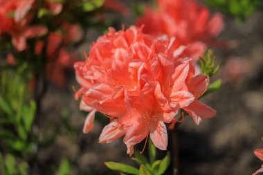 Yazın bir çalılığa yakın plan pembe rhododendron çiçeği.