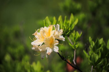 Rhododendron çiçeği yazın bir çalılığa yakın çekim yapar.
