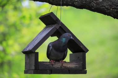 Ağacın yakınındaki yemlikte güvercin