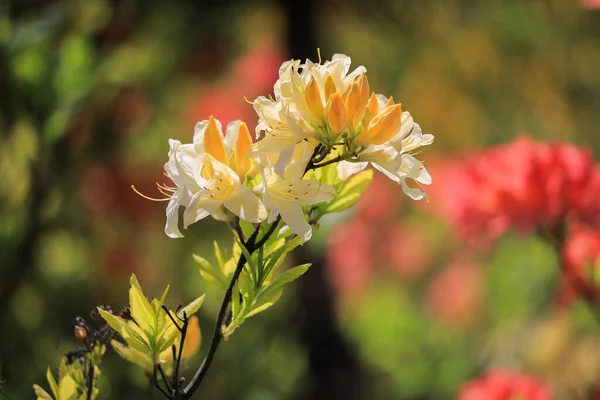 Rododendron Kwiat Zbliżenie Krzaku Lecie — Zdjęcie stockowe