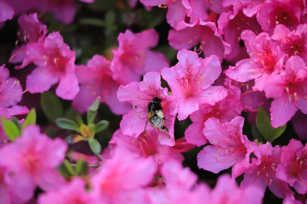 Bumblebee Zapylające Purpurowe Kwiaty Polu — Zdjęcie stockowe
