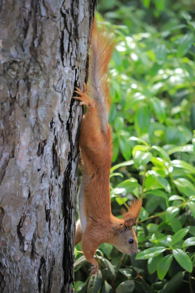 Esquilo Engraçado Uma Árvore Verão — Fotografia de Stock