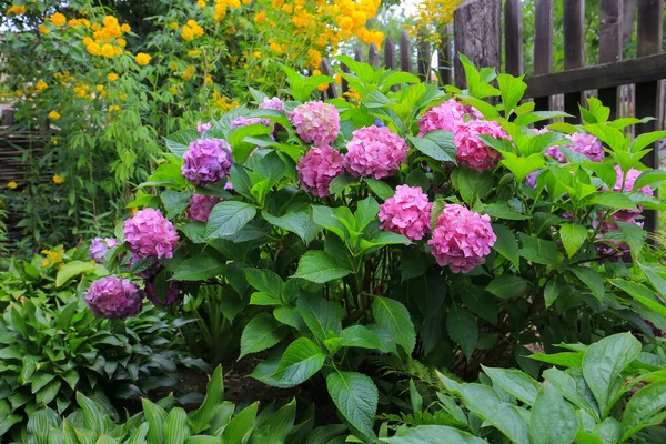 Pinkfarbene Hortensien Blühen Sommer Garten — Stockfoto