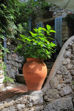 Fransa 'nın eski Eze kasabasında büyük çömlekte yeşil bitki