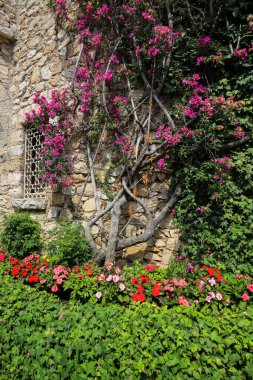 Fransa 'nın Eze kentindeki antik bir binanın duvarında çiçek açan ağaç.