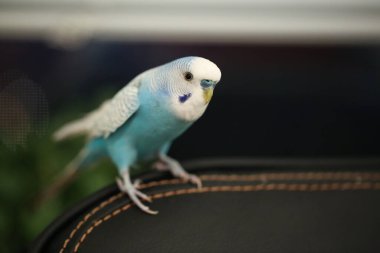 Mavi papağan koltukta oturuyor.