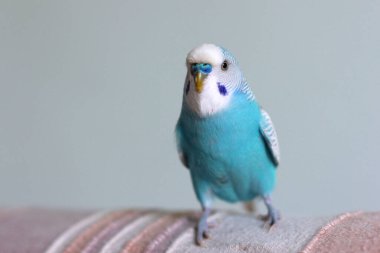 Blue budgie parrot sitting on the sofa clipart