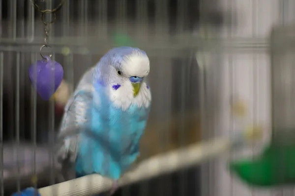 Kék Papagáj Egy Ketrecben — Stock Fotó