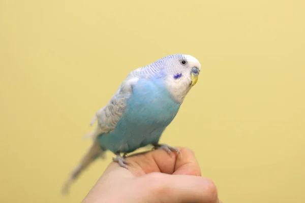 Kék Papagáj Kézen — Stock Fotó