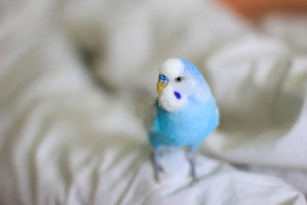 Piękna Niebieska Papuga Siedząca Łóżku — Zdjęcie stockowe